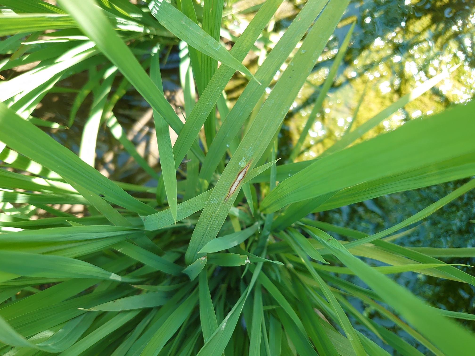 高雄市政府農業局線上植物防疫平台