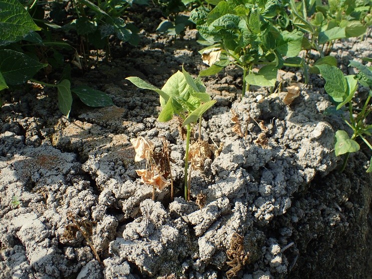 高雄市政府農業局線上植物防疫平台 - 最新消息