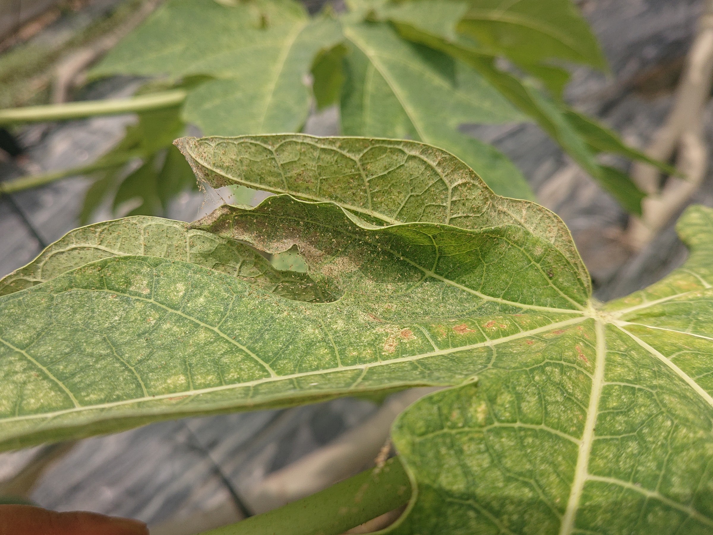 高雄市政府農業局線上植物防疫平台 - 最新消息