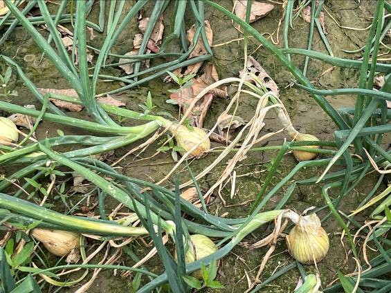 黃萎病造成植株葉片黃化萎凋