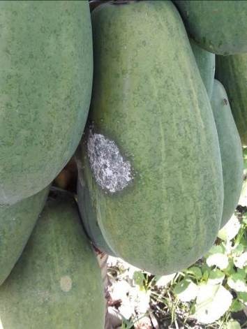疫病菌於果表生成白色菌絲