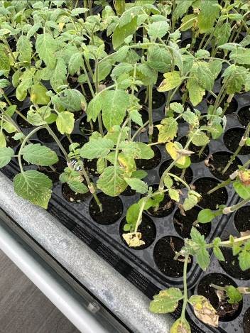 帶病及生長勢不佳的番茄苗株勿定植