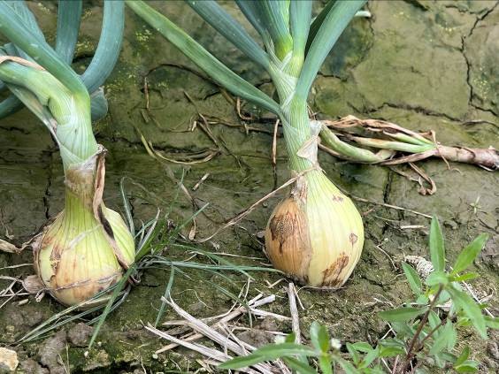 炭疽病感染造成褐色乾枯斑塊