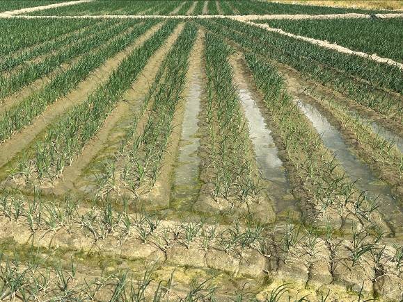 洋蔥田受病害影響，部分區塊植株乾枯