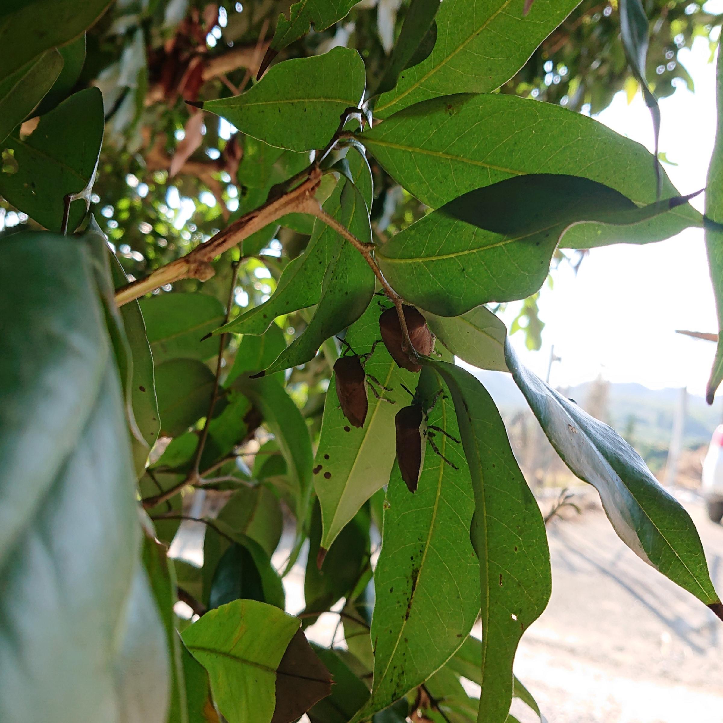 躲在葉背的荔枝椿象