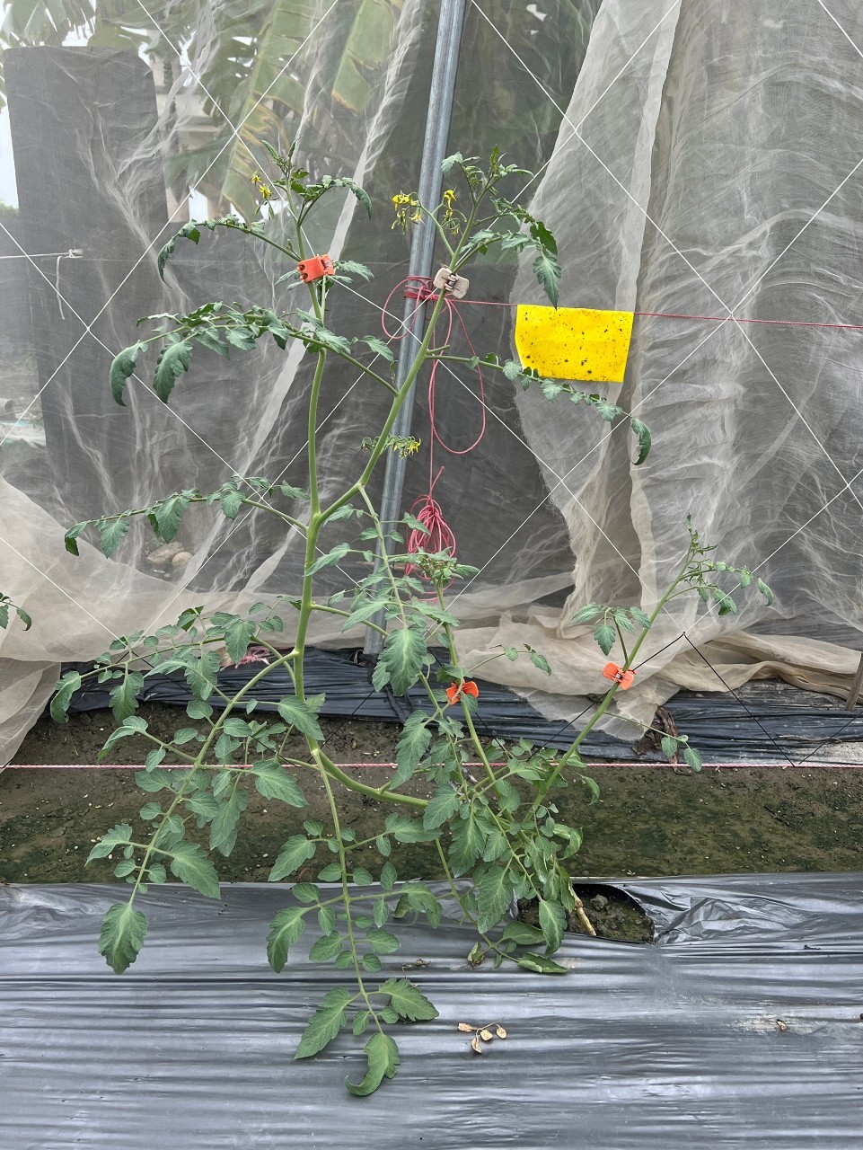 高雄市政府農業局線上植物防疫平台