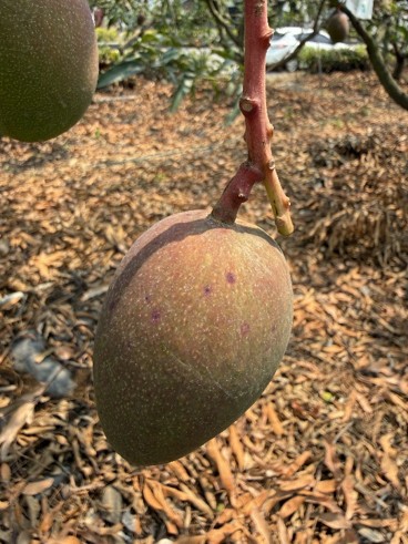 芒果炭疽病初期呈紅斑及小黑點病徵。