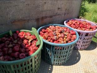 定期執行果園清潔工作，將落果集中並移出園區，減少病原菌密度。