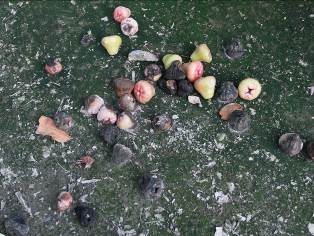 應落實清園，將田間病葉落果清除，以減少感染源。