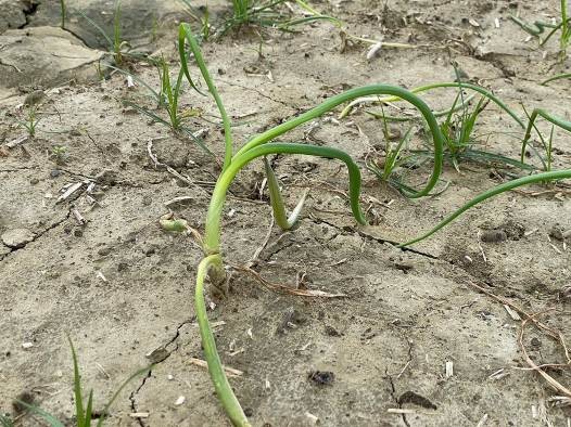 炭疽病可造成洋蔥葉片捲曲進而枯萎