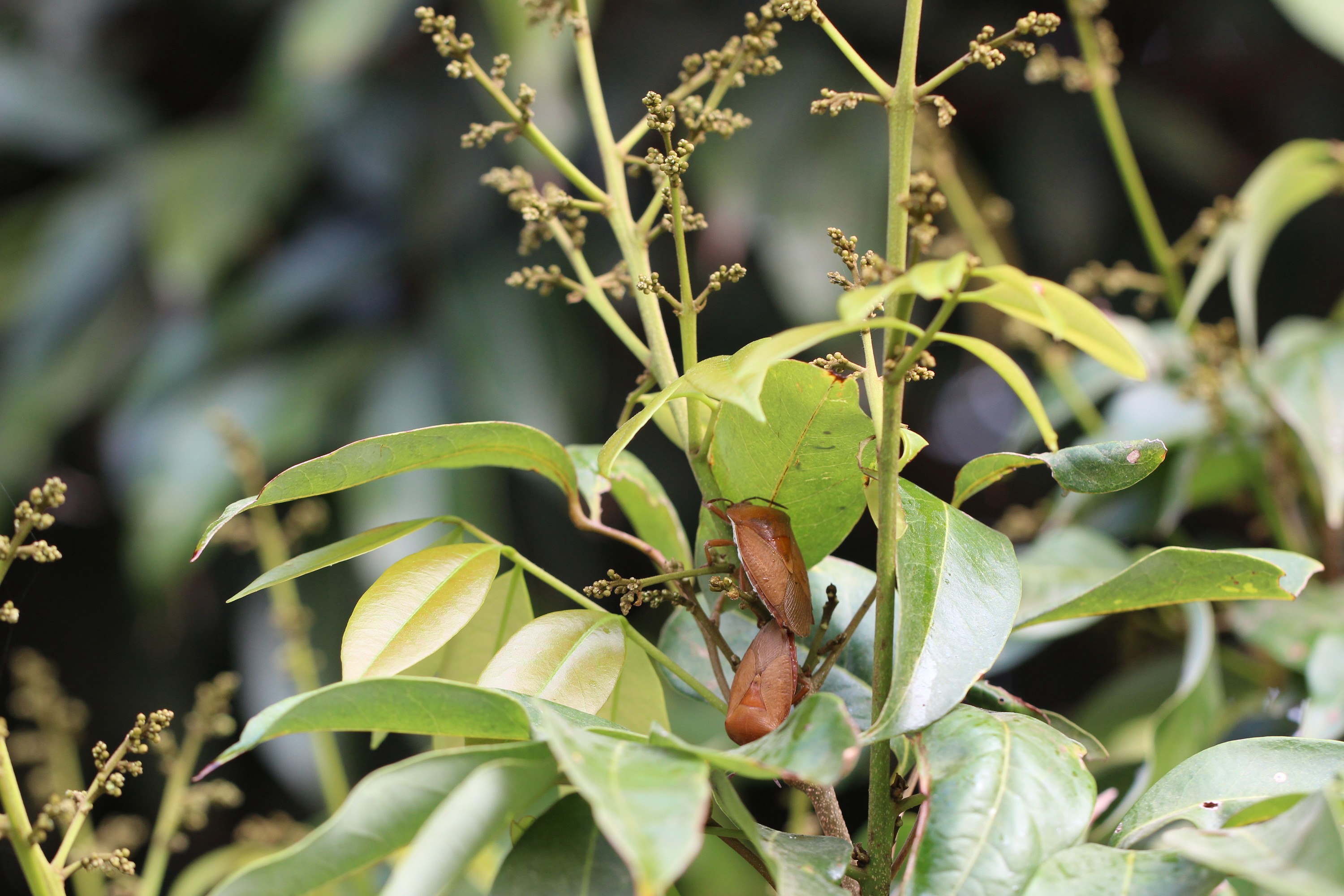 荔枝椿象在荔枝花穗上吸食，並於性成熟後開始交尾