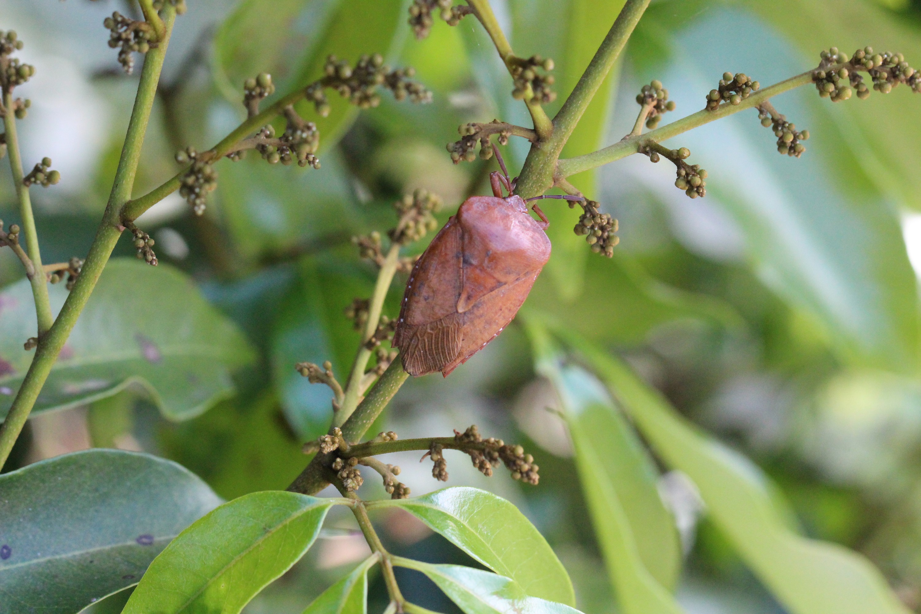 荔枝花開極易吸引荔枝椿象前來取食