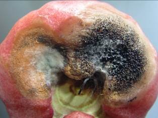 蓮霧受果腐病菌感染。