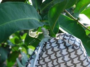 蓮霧套袋時袋口緊密收合，避免雨水滲入。