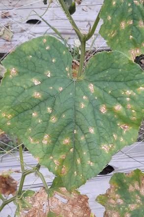 露菌病在小胡瓜上造成淡褐色角斑病徵